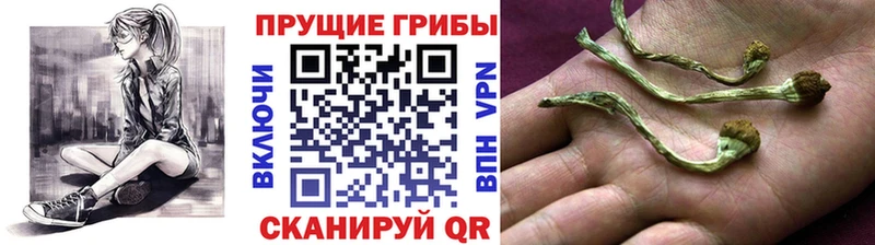 Псилоцибиновые грибы Psilocybe  сколько стоит  OMG   Белокуриха 